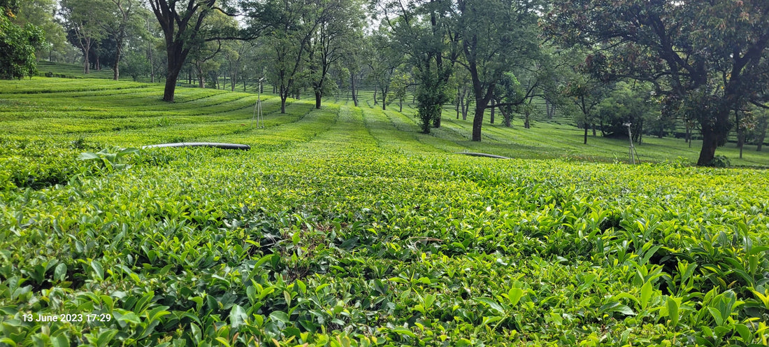 Tea Garden Cultivation in Kangra, Himachal Pradesh