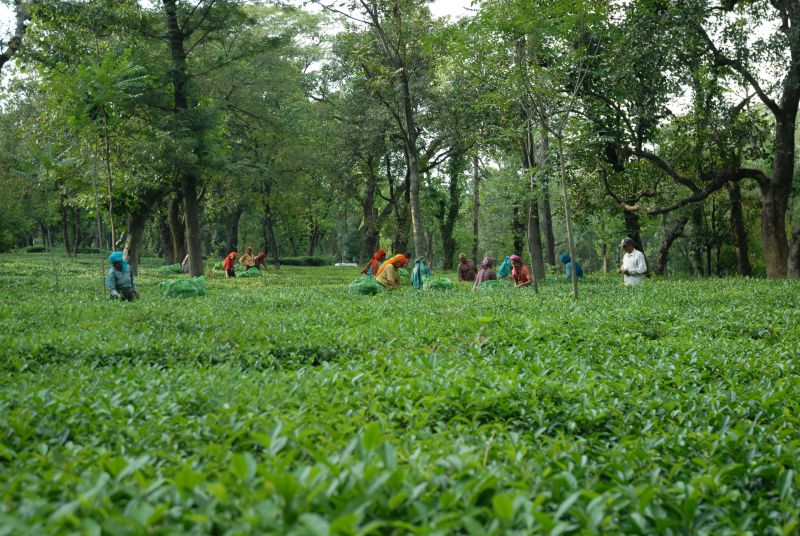 Dhauladhar's Tulsi Green Tea